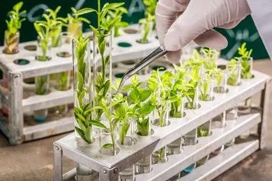 Breeding and planting